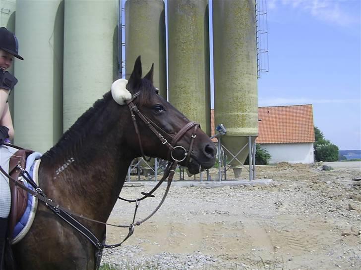 Traver Fame <3 Solgt. billede 6