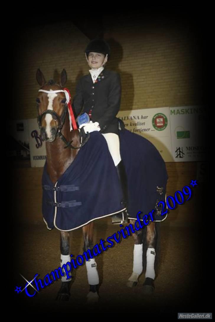 Welsh Partbred (Sec F) Coelenhage's Reza RSDH - Velkommen til Reza´s profil.. :D billede 2