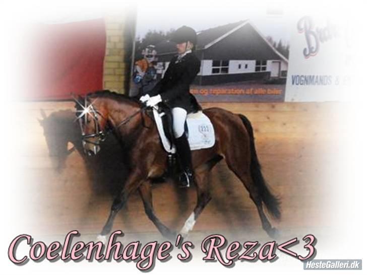 Welsh Partbred (Sec F) Coelenhage's Reza RSDH - Semifinalen i 5-års Championat i Ikast billede 3