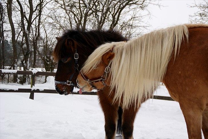 Haflinger Birch's Currin - currin og mjölnir :) - vinter 2011 billede 7