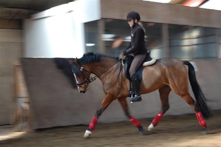 Welsh Partbred (Sec F) Coelenhage's Reza RSDH - Lige da jeg havde fået hende.. marts 2009 billede 7