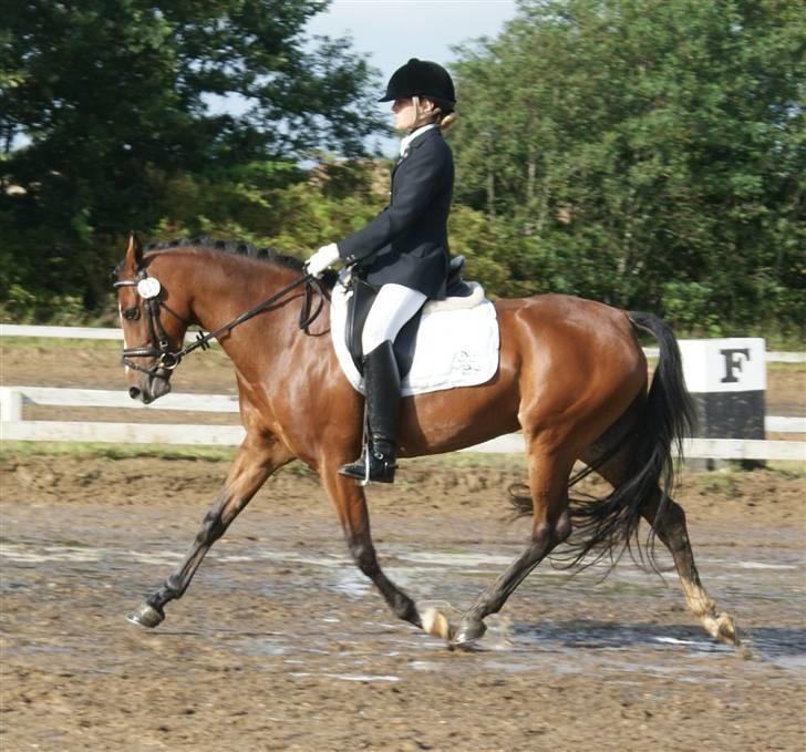 Welsh Partbred (Sec F) Coelenhage's Reza RSDH - Udv. Klubstævne i Tjæreborg lb1 august 2009 billede 10