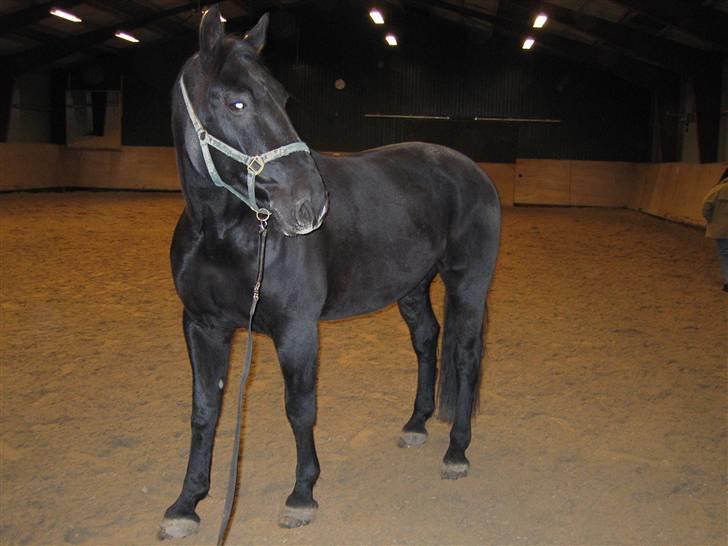 Oldenborg Negro billede 3