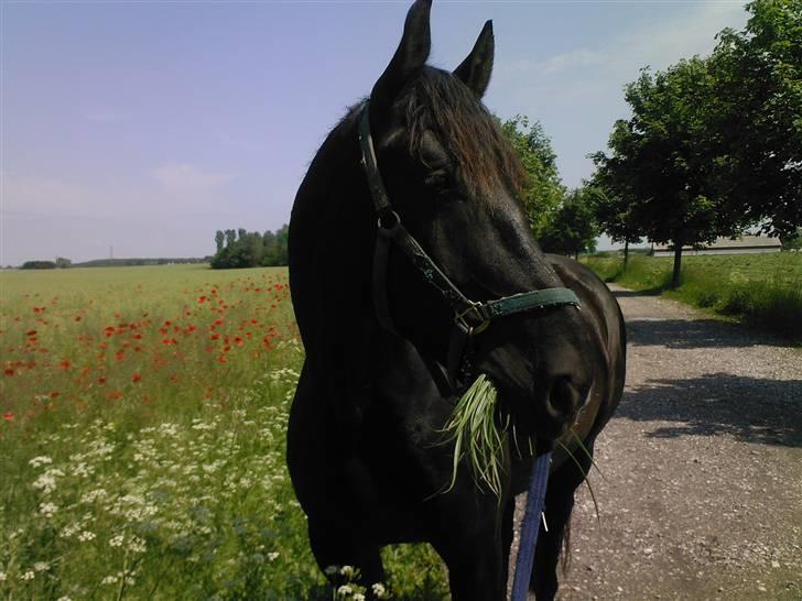 Oldenborg Negro billede 5