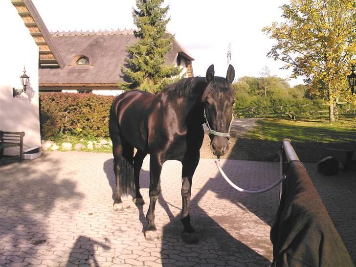 Oldenborg Negro billede 6