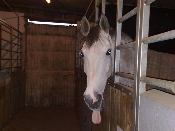 Anden særlig race El Casso billede 14