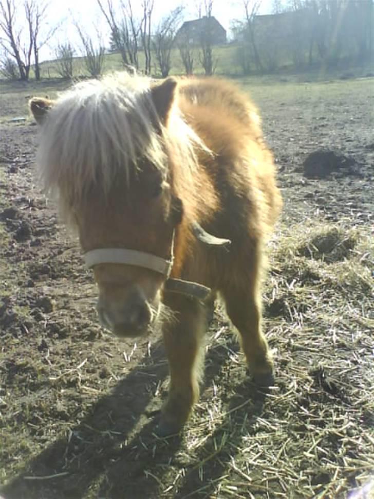 Shetlænder Kaos ¤bette skid¤ - Velkommen til min profil :) Håber i kan li´ den :)   billede 1