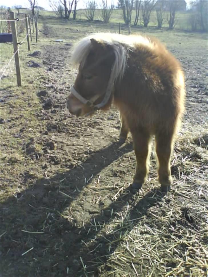 Shetlænder Kaos ¤bette skid¤ - Nr. 2.. Hov hva sker der derhenne ?  billede 2