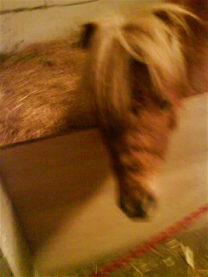 Shetlænder Kaos ¤bette skid¤ - Nr. 3.. Hey, hva laver du med den tingest ? billede 3