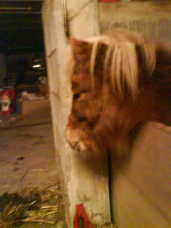 Shetlænder Kaos ¤bette skid¤ - Nr. 4.. Hva står i og kigger på? Kommer i med min mad eller hva ? ;D billede 4