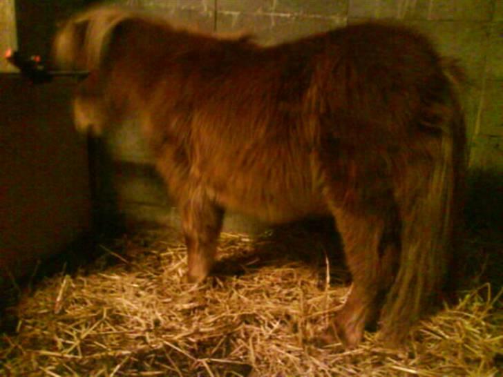 Shetlænder Kaos ¤bette skid¤ - Nr. 5.. Nå så kan jeg da bare står her og mugge når i jo bare står og kigger billede 5