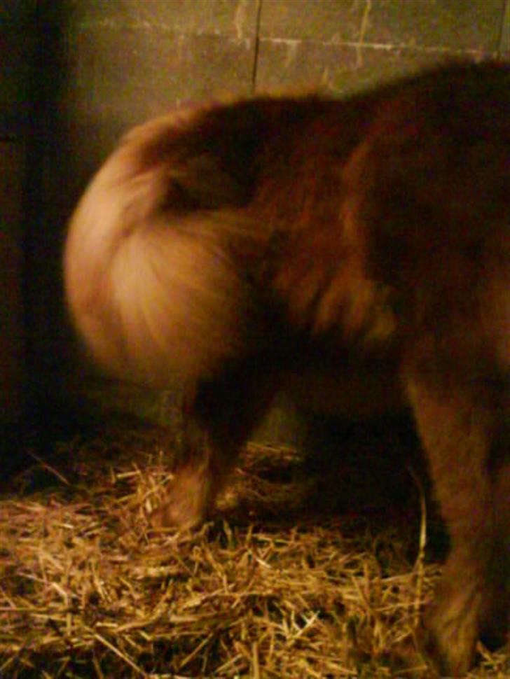 Shetlænder Kaos ¤bette skid¤ - Nr. 7.. Uhh, det klør lige der på mavsen :D billede 6