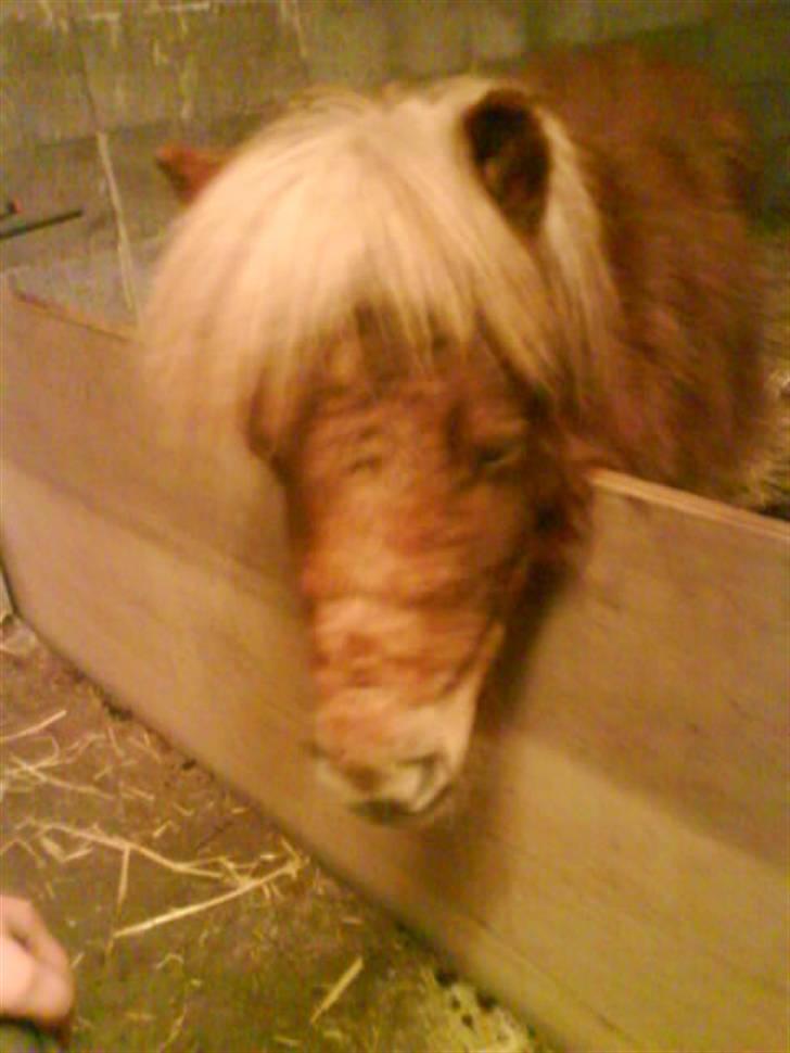 Shetlænder Kaos ¤bette skid¤ - Nr. 8.. En lille charmer lige til at kramme<3 billede 7