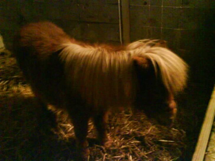 Shetlænder Kaos ¤bette skid¤ - Nr. 9.. Min, min og KUN min! <33 billede 8
