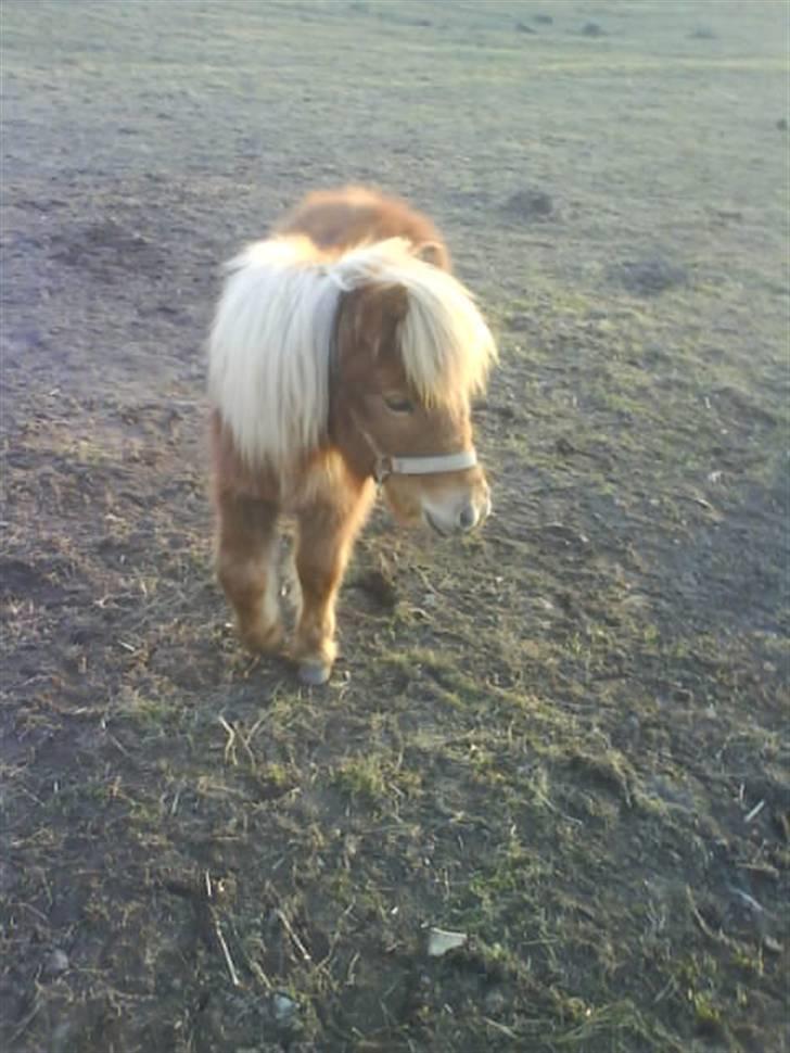 Shetlænder Kaos ¤bette skid¤ - Nr. 10.. Hva laver dig der henne ?  billede 9