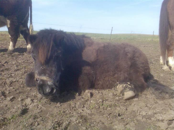 Anden særlig race Sille - ja som i kan se går dancer og sille sammen med to køer:)Foto: Mig/Rikke billede 11