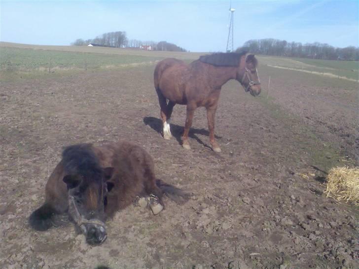 Anden særlig race Sille billede 12