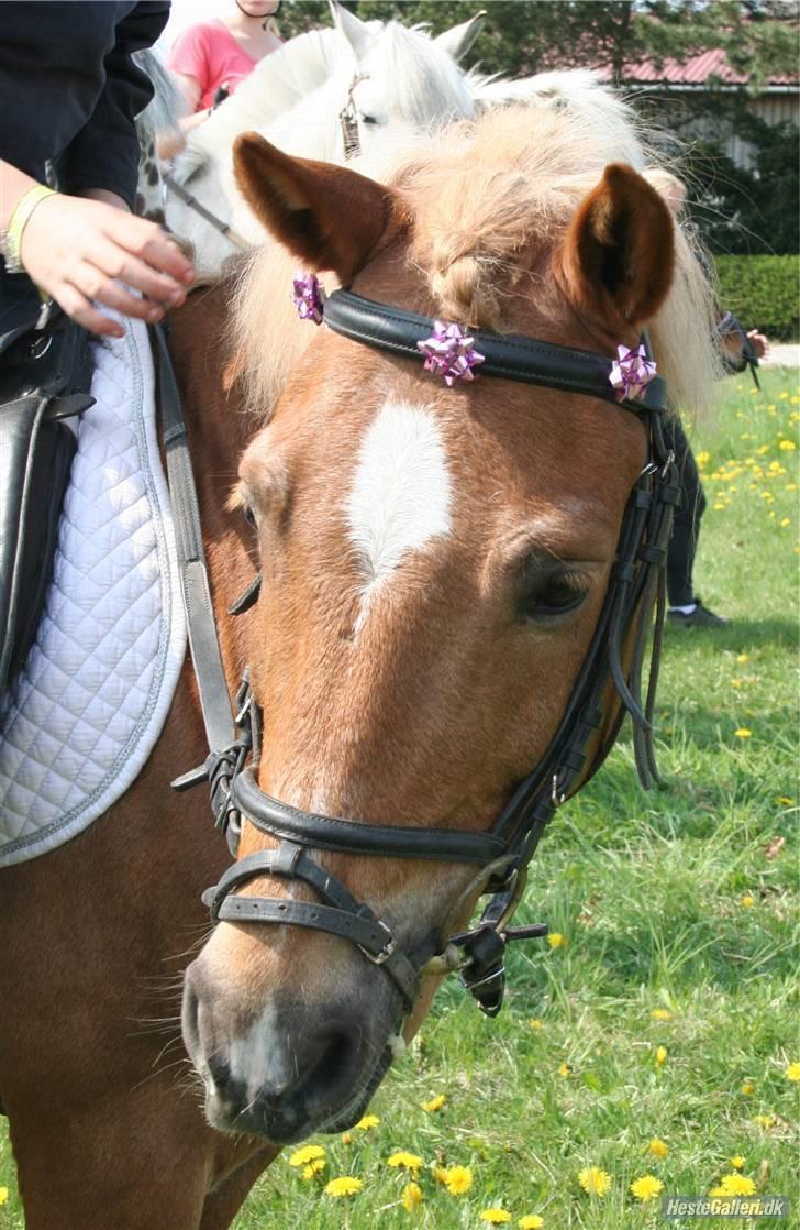 Anden særlig race picasso<3(gl.part:( !!!!) - velkommen til picasso´s profil håber i vil nyd den :--) billede 1