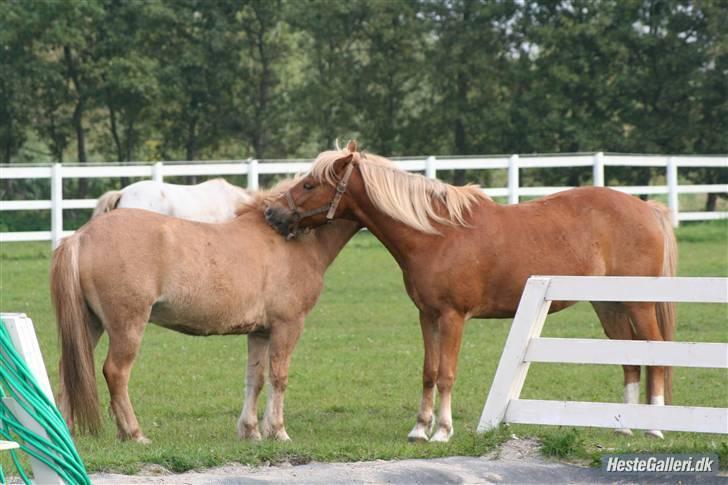 Anden særlig race picasso<3(gl.part:( !!!!) - frede og picasso nusser<33 på fold billede 2