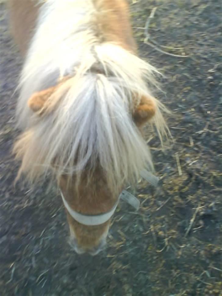 Shetlænder Kaos ¤bette skid¤ - Nr. 11.. Taget d. 20/3 ´09.. Super fritz xD billede 10