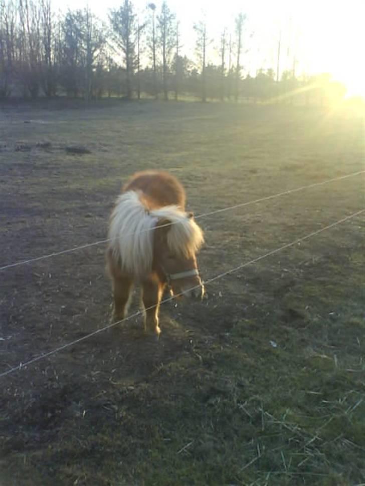 Shetlænder Kaos ¤bette skid¤ - Nr. 12.. Det dejligt her i aftens solen :) billede 11