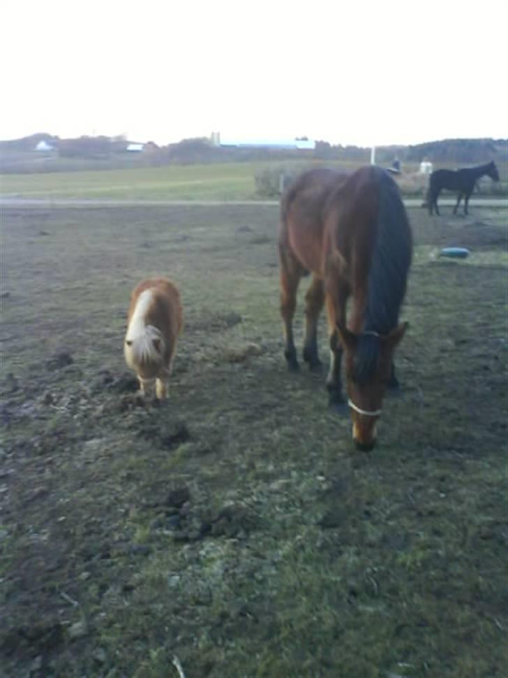 Shetlænder Kaos ¤bette skid¤ - Nr. 13.. Min store ven :D Jah, jeg er så den lille ;D billede 12