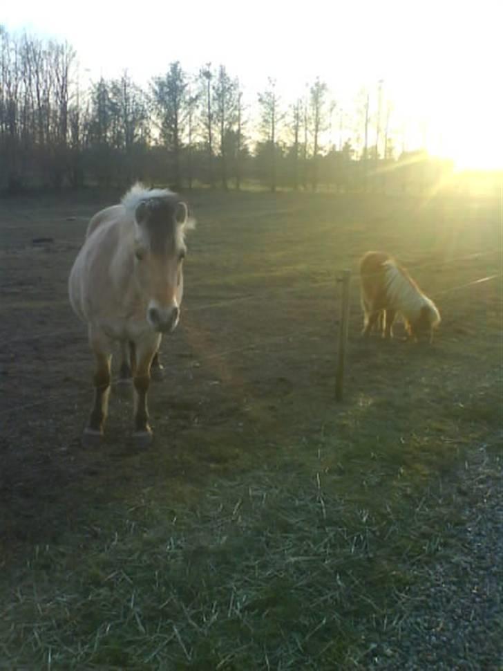 Shetlænder Kaos ¤bette skid¤ - Nr. 14.. Mig og min nye "mor" ;D billede 13