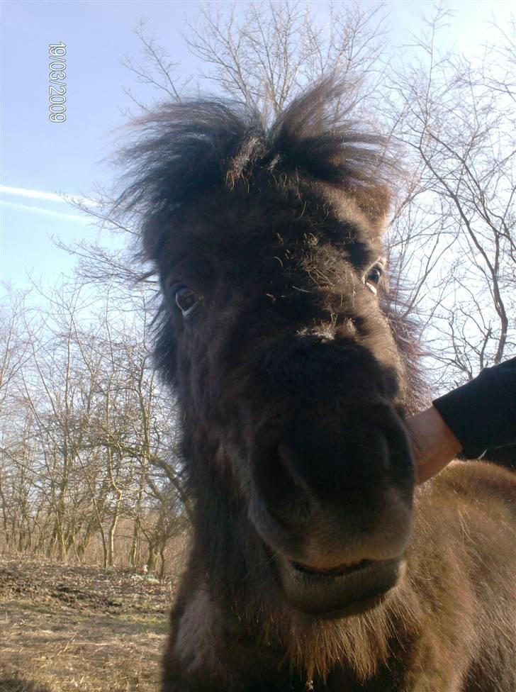 Anden særlig race Biesgaard's Yasmin Blaze - nyt billede marts ´09 billede 6