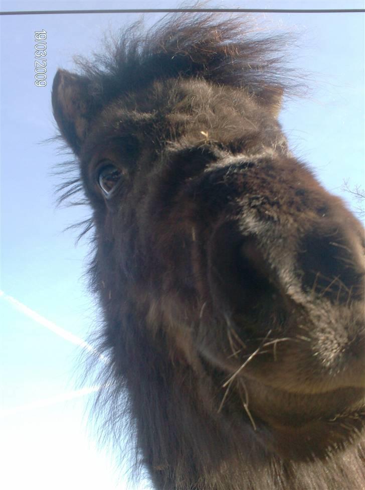 Anden særlig race Biesgaard's Yasmin Blaze - nyt billede marts ´09 billede 7