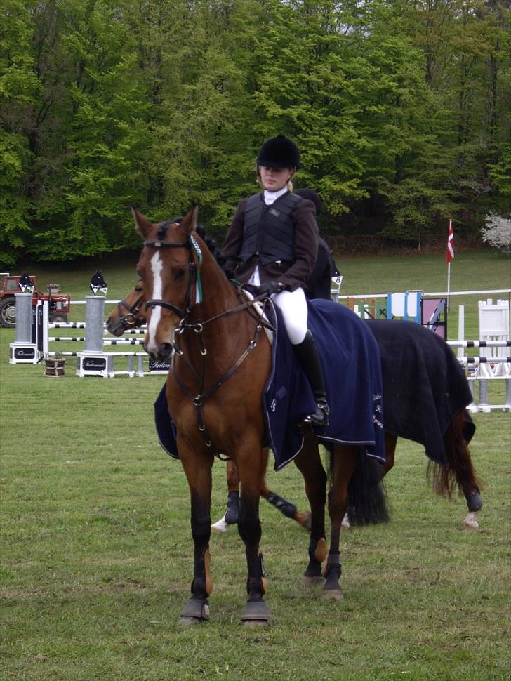 Dansk Varmblod Holmgårds Quatro - SOLGT! - Morsø 2010. LA1* 3. plads. Foto: Simone. billede 1