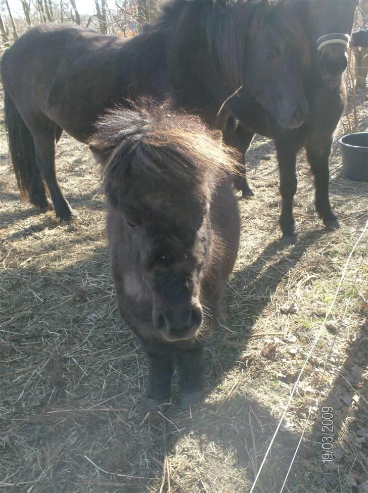 Anden særlig race Biesgaard's Yasmin Blaze - nyt billede marts ´09 billede 8