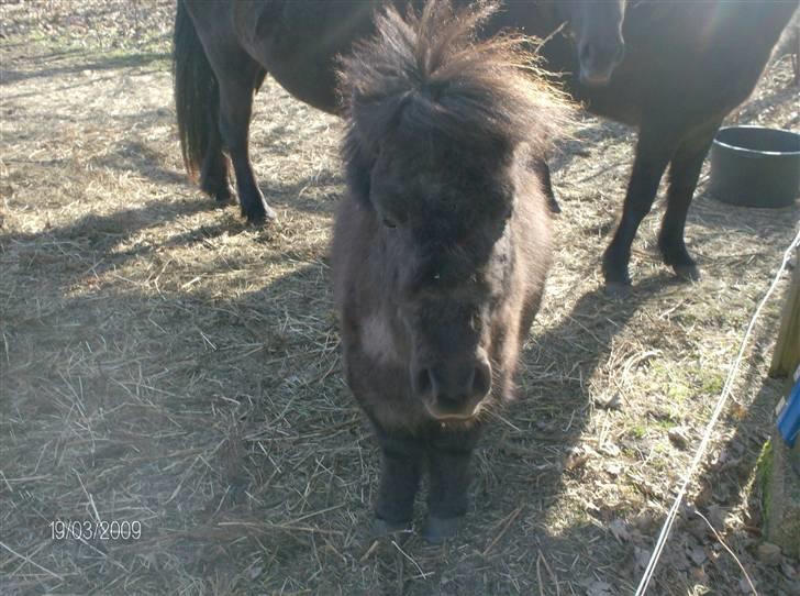 Anden særlig race Biesgaard's Yasmin Blaze - nyt billede marts ´09 billede 9