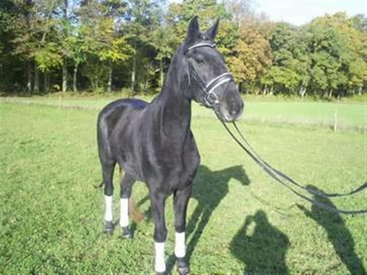 Anden særlig race Stensgårdens marquis billede 3