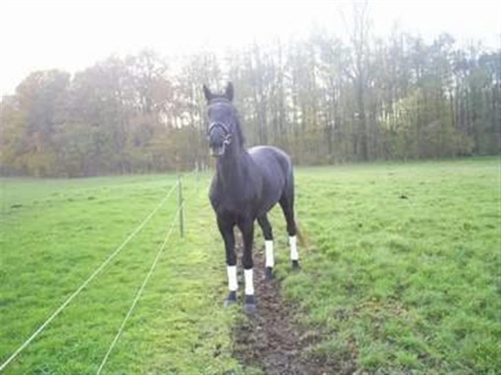 Anden særlig race Stensgårdens marquis billede 6