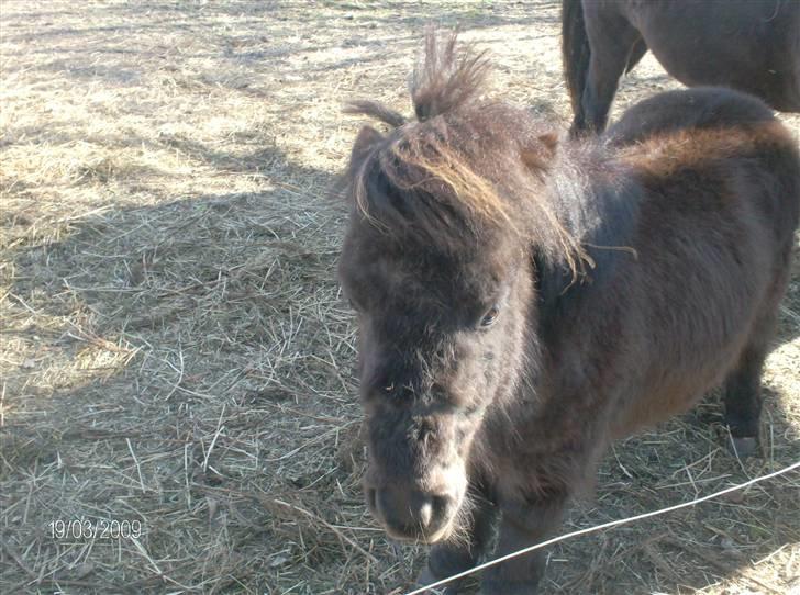 Anden særlig race Biesgaard's Yasmin Blaze - nyt billede marts ´09 billede 10