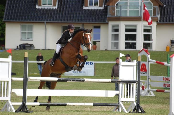 Dansk Varmblod Holmgårds Quatro - SOLGT! - Morsø 2009, her i ULB med 0 fejl. Foto: Maria billede 3