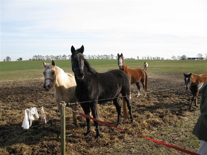 Anden særlig race Stensgårdens marquis billede 7