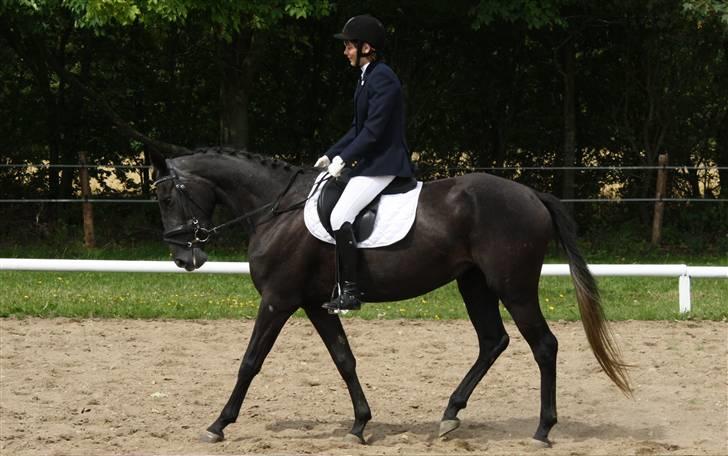 Anden særlig race Stensgårdens marquis billede 12