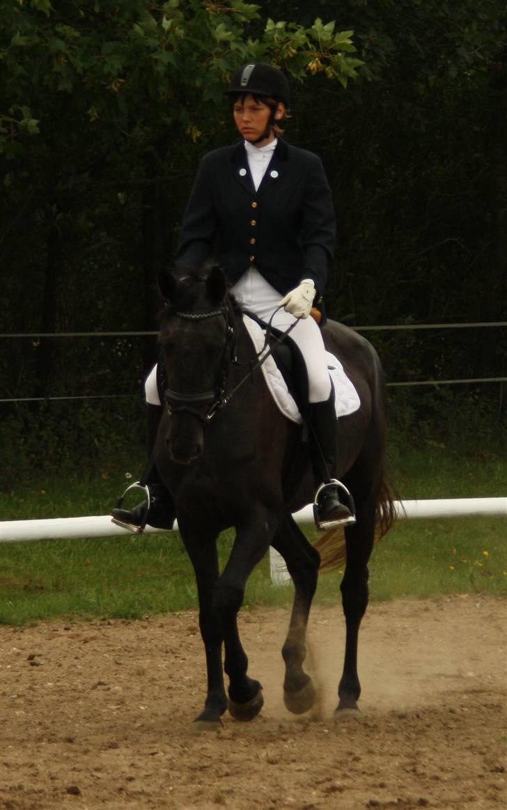 Anden særlig race Stensgårdens marquis billede 13