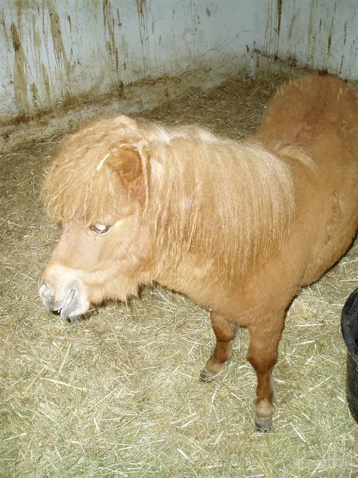 Shetlænder Lucky Lady - her er hun i sin nye boks :) billede 5