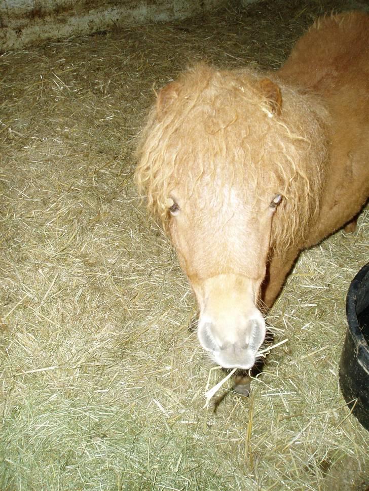 Shetlænder Lucky Lady billede 6