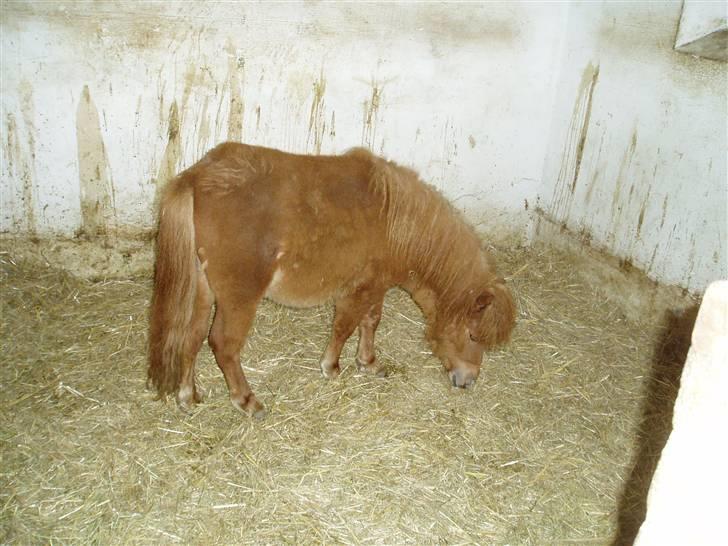 Shetlænder Lucky Lady billede 7