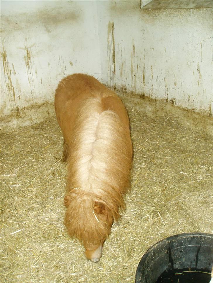 Shetlænder Lucky Lady billede 8