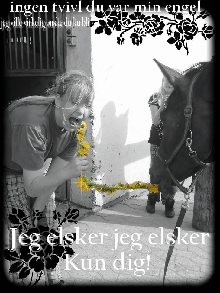 Dansk Varmblod Pari Petti Mårsø - Hej og velkommen til min profil (;  billede 1