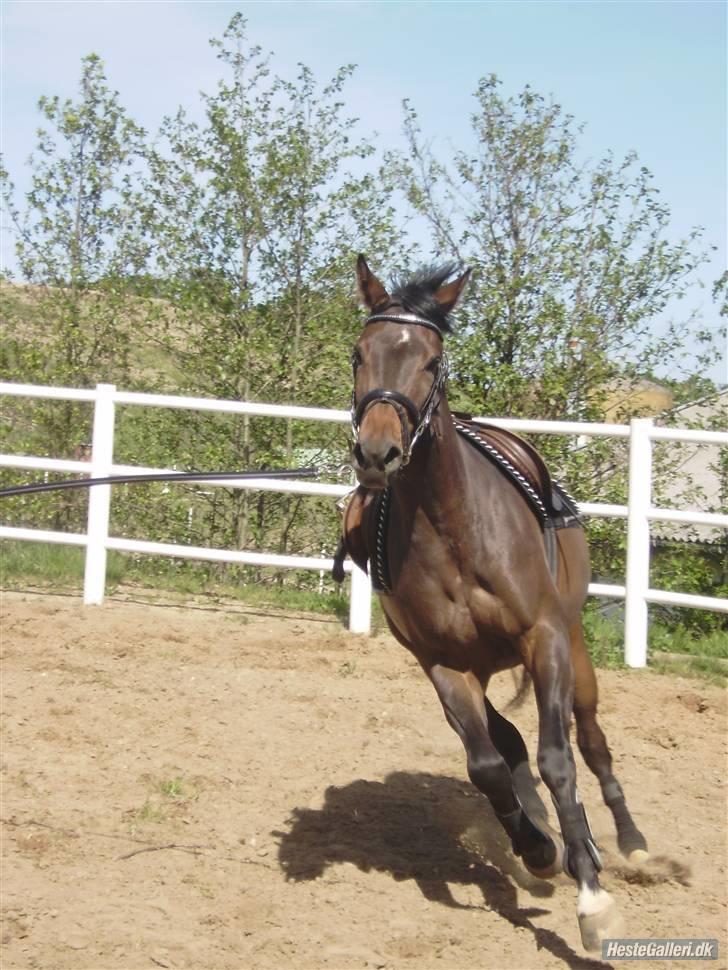 Dansk Varmblod Pari Petti Mårsø - i longche<3 billede 7