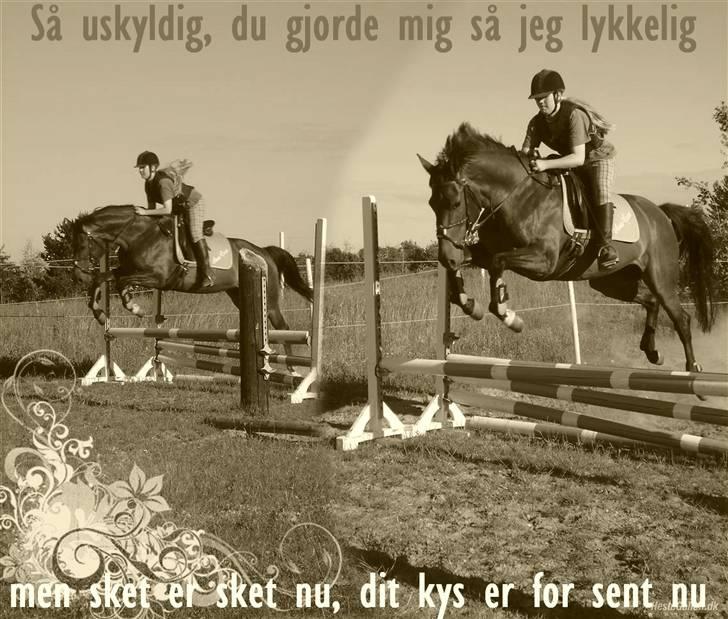 Dansk Varmblod Pari Petti Mårsø - <3 billede 9