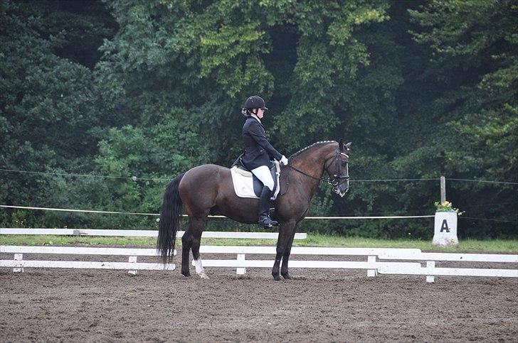 Irsk Sportspony Admiral charò <3<3 - velkommen til den nye stjerne:D Til michelle fra sophie(: <3 billede 1