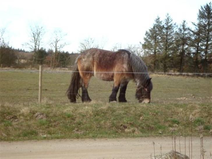 Belgier Bianca af Farendløse - smuk? Foto min mor billede 15