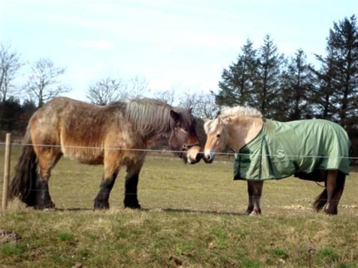 Belgier Bianca af Farendløse - Bianca og Freja. Foto Min mor billede 16