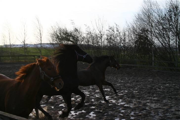 Anden særlig race Chivas *part* - Cresendo, Sofie og Chivas billede 7